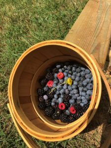 A wooden basket sits on a wooden bench outdoors, filled with an assortment of berries including blueberries, blackberries, and raspberries, with a small yellow flower on top.