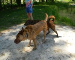 Jake, the dog, feeling GOOD at Peterson Pond.