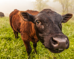 Make Friends with a Cow