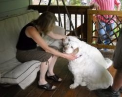 Clumbers get a rub down on Heavenly Hideaway cabin deck