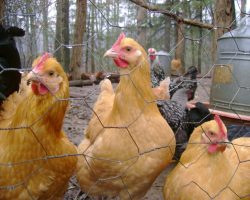 Hungry Chickens!
