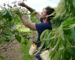 Blueberry Picking for Guests