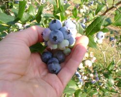 U-Pick Blueberry Farm