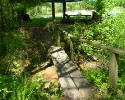 “I crossed the bridge all by myself!” barks Happy.