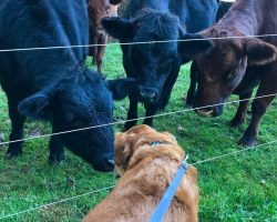 Nose to Nose, Kissy Kissy