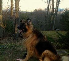 Fozzie, the German Shepherd, enjoys the views at Cloud 9