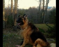 Fozzie, the German Shepherd, enjoys the views at Cloud 9