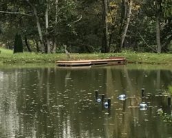 Blue Heron on the Dock