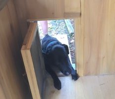 Doggy Door at Silver Lining Cabin