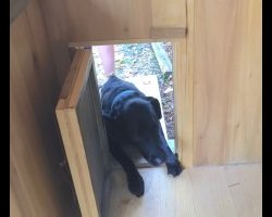 Doggy Door at Silver Lining Cabin
