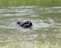 Dogs Love the Pond