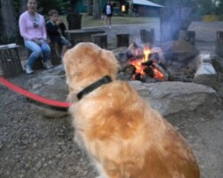 Pets enjoy the excitement of the fire pit, too!
