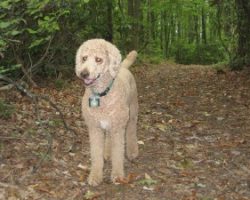 Florida Dog “Kenya” relishes a walk in the woods.