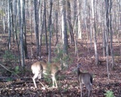 Silent deer browse in Cloud 9 Farm Woods making delicious smells for your pet.