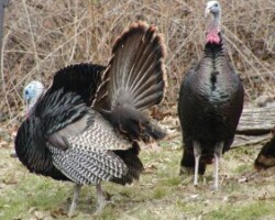 The wildlife abounds for your pet to smell at Cloud 9 Farm.