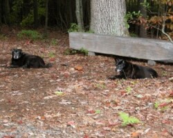 “Sugar and Spice” soak up the sun on an October day at the edge of the woods.