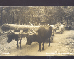The oxen did the heavy lifting to move the heaviest of logs to the sawmill and lived on this very spot.