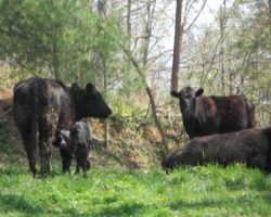 Cows are curious about dogs. Dogs are curious about cows on Cloud 9 Farm.