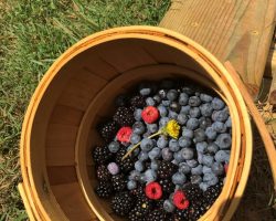 A wooden basket sits on a wooden bench outdoors, filled with an assortment of berries including blueberries, blackberries, and raspberries, with a small yellow flower on top.