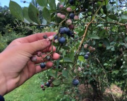 A hand holds a cluster of blueberries on a branch. Some berries are ripe and blue, while others are pink and still ripening. Green leaves surround the berries.